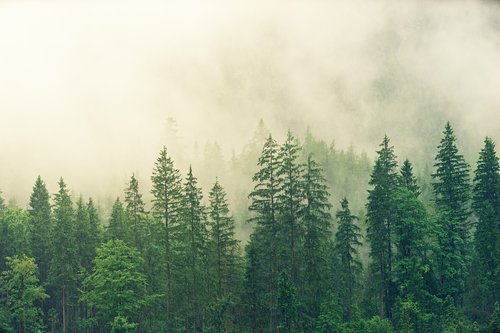 fog  coniferous forest  spruce