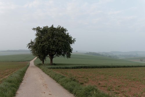 fog  landscape  tree