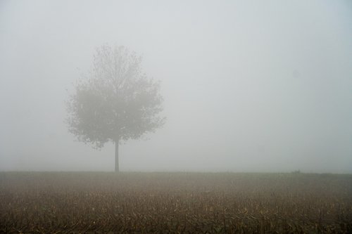 fog  autumn  tree