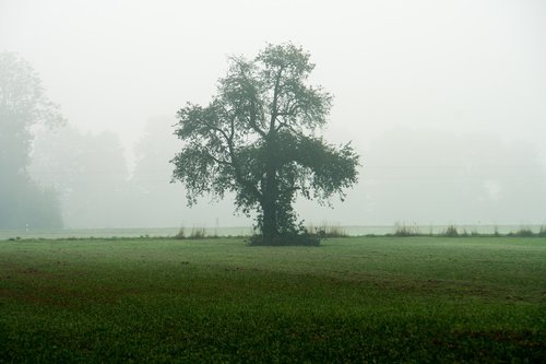 fog  autumn  tree