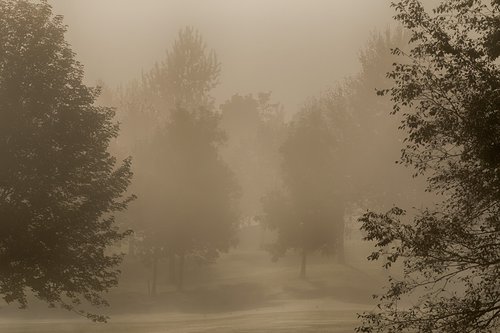 fog  trees  autumn