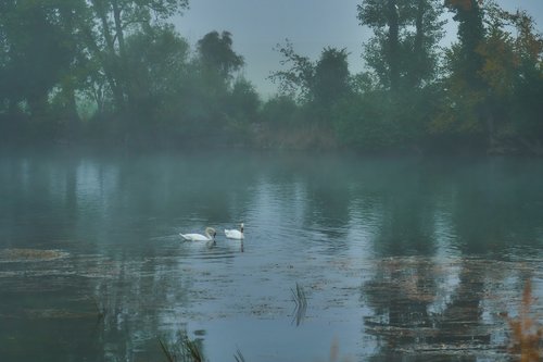 fog  river  swans