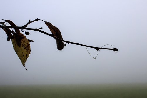 fog  linde  branch