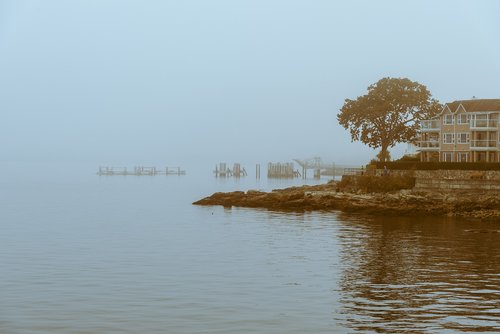 fog  tree  house