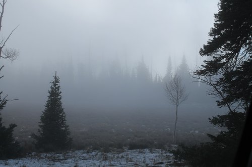 fog  forest  tree