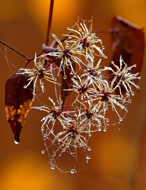 fog  dewdrop  infructescence