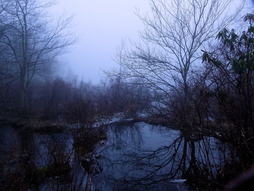 fog  foggy  wetland