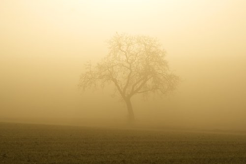 fog  sun  trees