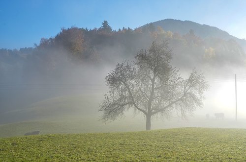 fog  tree  landscape