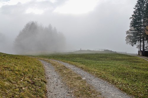 fog  landscape  trees