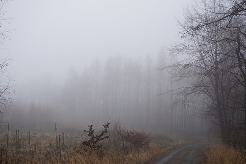 fog  forest  trees