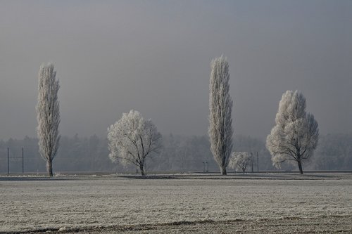 fog  cold  landscape