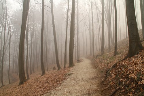 fog  trail  forest