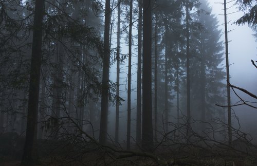 fog  forest  trees