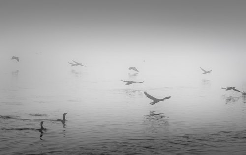 fog  birds  landscape
