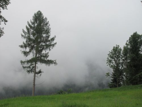 fog critter pine