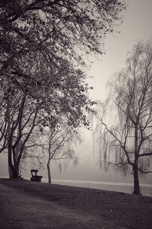 fog  black and white  trees