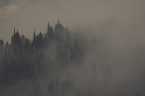 fog  nature  landscape