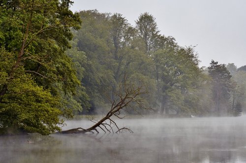 fog  morgenstimmung  park lake