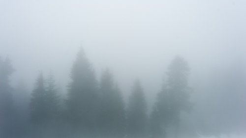 fog  trees  canada