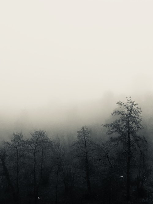 fog  tree  forest