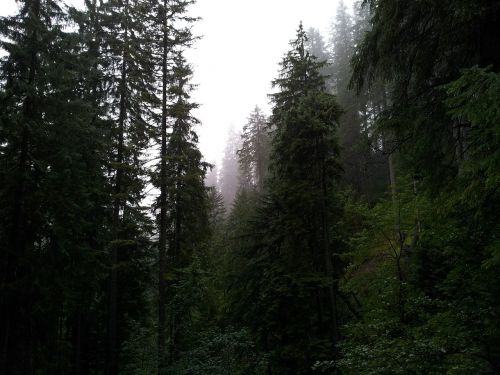 fog forest mountains