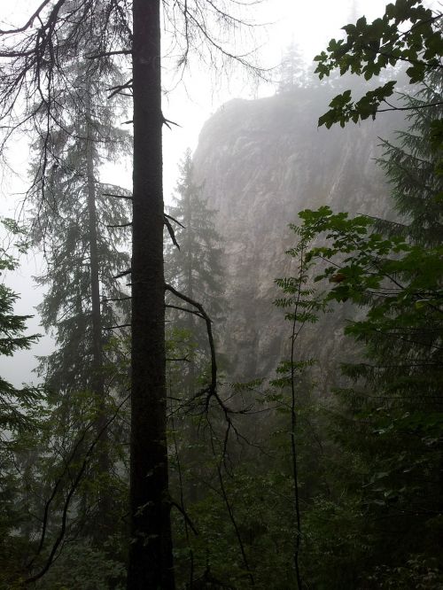 fog forest mountains