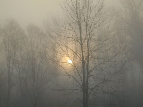 fog trees nature