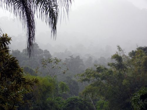 fog jungle forest