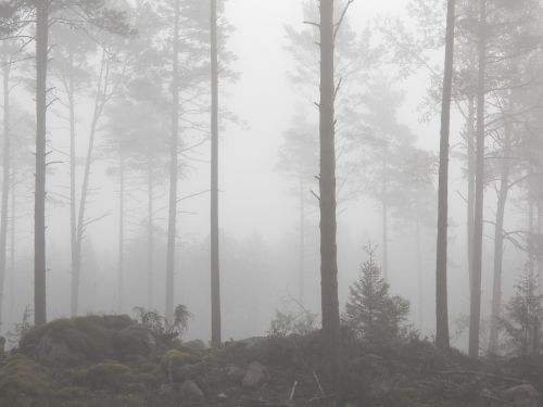 fog forest foggy