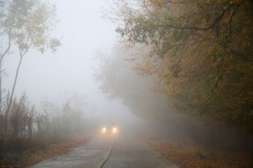 fog autumn car