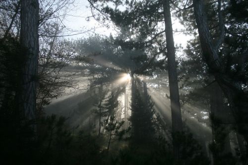 fog forest sunlight