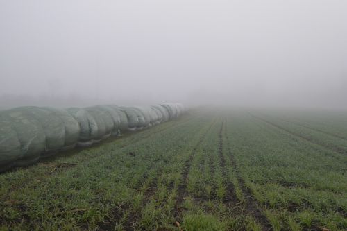 fog field harvest