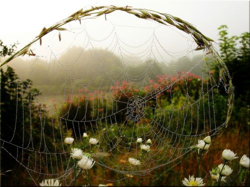 fog mood spinnweben morning light tautropfen