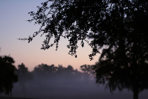 fog morning trees