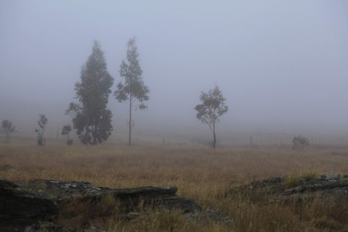 fog gum trees early