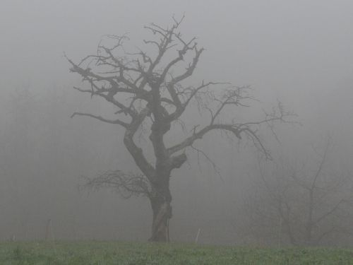 fog tree colourless