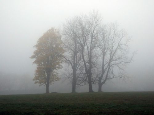 fog travel trees