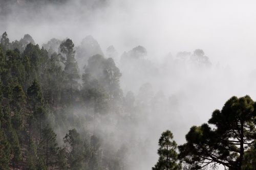 fog outlines pine