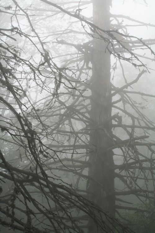 fog tree mountain