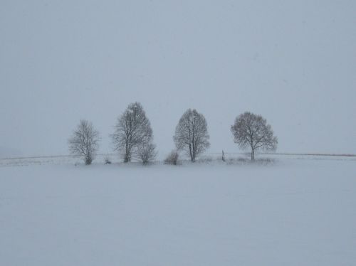 fog snow trees