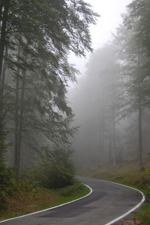 fog road path
