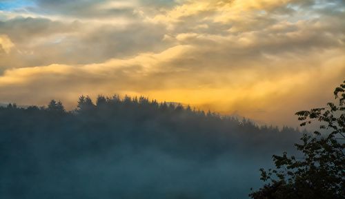 fog sunset forest