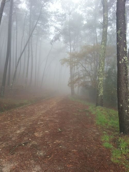 fog winter forest