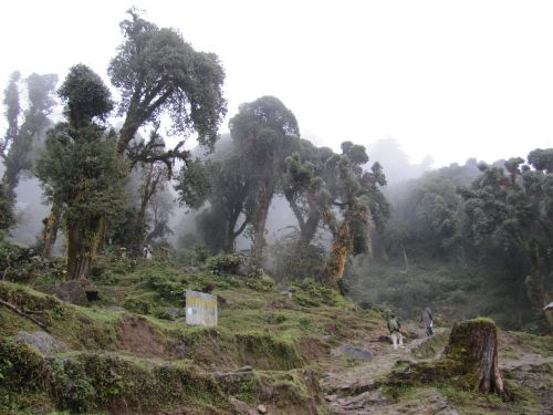 fog forest trees