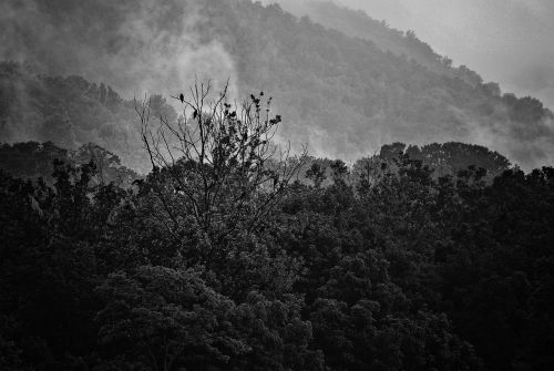 fog mountains vultures