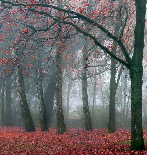 fog forest nature