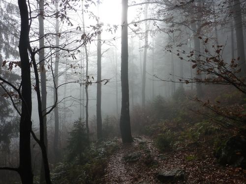 fog forest trees