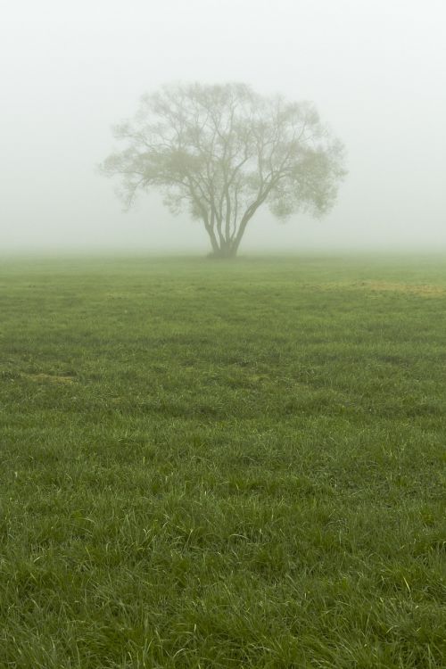 fog mist tree