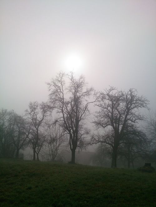 fog meadow trees